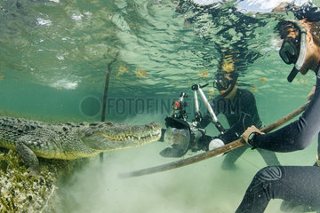Free diver taking pictures of an American crocodile (Crocodylus acutus)  Chinchorro Banks (Biosphere Reserve)  Quintana Roo  Mexico