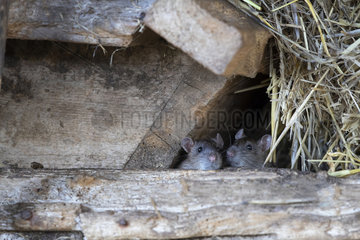 Brown rat (Rattus norvegicus) looking out a hole  England