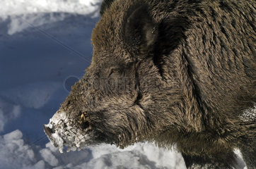 Wild Boar (Sus scrofa)  Portrait in winter