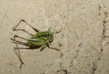 Bush Cricket (Eupholidoptera chabrieri)  Mont Ventoux Biosphere reserve  France