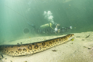 Scuba diver filming a Green anaconda  (Eunectes murinus)  the largest snake in the world  female can reach impressive proportions; over 6 m in length  30 cm in diameter and more than 200 kg. Formoso River  Bonito  Mato Grosso do Sul  Brazil