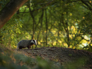 A young Badger (Meles meles) emerges from the sett in the Peak District National Park  UK.