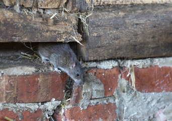 Brown rat (Rattus norvegicus) coming down a wall  England