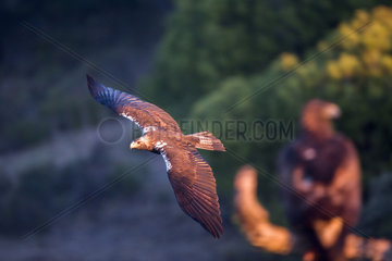 Spanish imperial eagle (Aquila adalberti) in flight  Cordoba  Spain