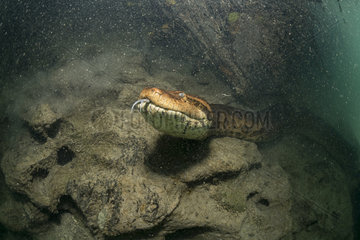 Close view of a Green anaconda  (Eunectes murinus)  Formoso River  Bonito  Mato Grosso do Sul  Brazil