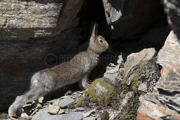 Mountain Hare (Lepus timidus) in summer brown coat  Alps  Switzerland.