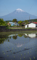 Mont Fuji's view along rice field  Shizuoka  Japan
