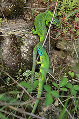 Green lizard (Lacerta viridis)  mating prelude of Green lizard  Alsace  France