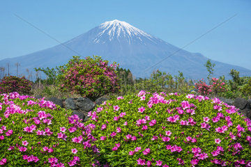 Mont Fuji's view and azalea  Shizuoka  Japan