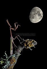 Conehead mantis on a branch and gibbous moon - Spain