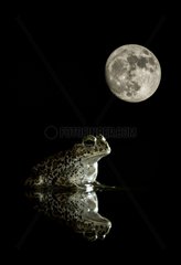 Natterjack toad and its reflection under the moon - Spain