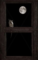 Wood mouse on a window under the moon - Spain