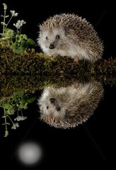 European hedgehog and its reflection in the moonlight - Spain