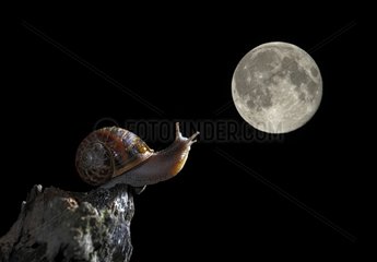 Burgundy snail in the moonlight - Spain