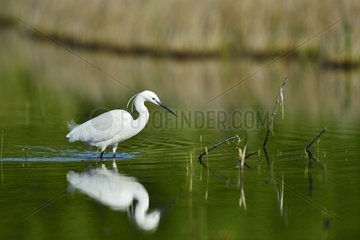 Little Egret fishing in a pond - France