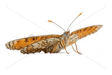 Meadow Fritillary on white background