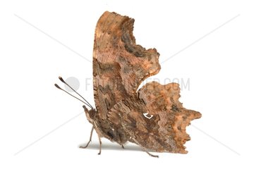 Comma Butterfly on white background