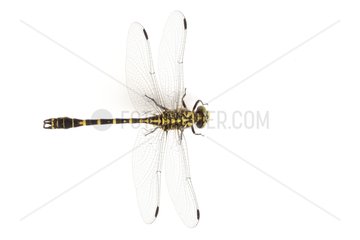 Green-eyed Hook-tailed Dragonfly on white background