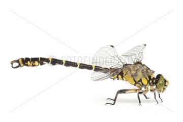 Green-eyed Hook-tailed Dragonfly on white background