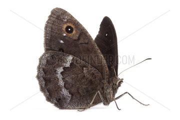 Great Sooty Satyr male on white background