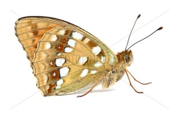 High Brown Fritillary on white background