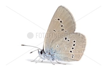 Furry Blue female on white background