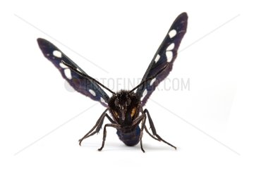 Ragusa's Nine-spotted moth on white background