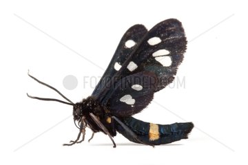 Ragusa's Nine-spotted moth on white background