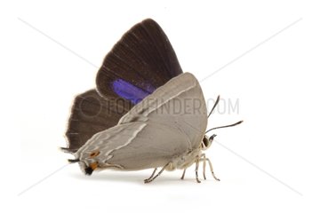 Purple hairstreak on white background