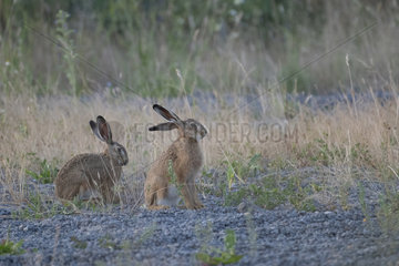 European hare (Lepus europaeus) twins  Lorraine  France