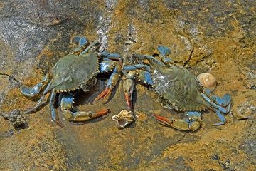 Blue crab (Callinectes sapidus) females at low tide in summer. Ebro Delta  Spain. Origin East Coast USA introduced East Atlantic and Mediterranean.