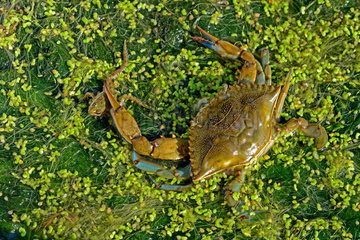 Blue crab (Callinectes sapidus) male catching a Frog. Ebro Delta  Spain. Origin East Coast USA introduced East Atlantic and Mediterranean.