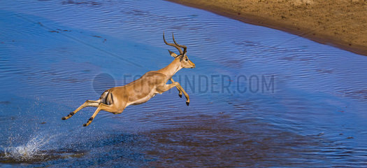 Common Impala (Aepyceros melampus) jumping  Kruger National park  South Africa