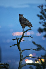 Eagle Owl (Bubo bubo) with lights from city  Vosges  France
