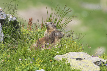 Alpine Marmots (Marmota marmota)  Vanoise  Alps  France