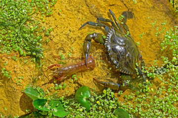 Blue crab (Callinectes sapidus) male catching a Red swamp crayfish (Procambarus clarkii). Ebro Delta  Spain. Origin East Coast USA introduced East Atlantic and Mediterranean.
