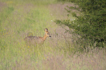 Roe deer (Capreolus capreolus) female in a meadow  Lorraine  France
