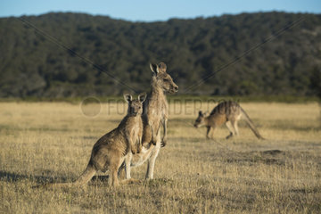 Eastern Gray Kangaroo (Macropus giganteus) female and young  Narawntapu National Park  Tasmania  Australia