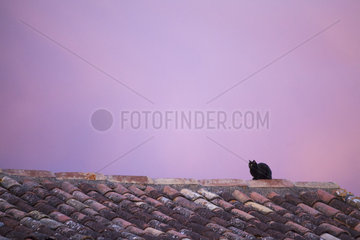 Black cat on a tiled roof at dusk  Provence  France