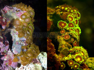 Fluorescent Zoanthus sp.. Left photographed with daylight and right showing fluorescent colours photographed under special blue or ultraviolet light and filter. Many corals and anemones are intensely fluorescent under certain light wavelengths. Shallow water reef-building fluorescent corals seem to be more resistant to coral bleaching than other corals  and the higher the density of fluorescent pigments  the more likely to resist. This enables them to better protect the zooxanthellae that help sustain them. The pigments that fluoresce are photoproteins  and a current theory is that this acts as a type of sunscreen that prevents too much UV light damaging the zooxanthallae. These corals have the photoproteins above the zooxanthallae to protect them. Corals that grow in deeper water  where light is scarce  are using fluorescence to absorb UV light and reflect it back to the zooxanthallae to give them more light to turn into nutrients. These corals have the photoproteins below the zooxanthallae to reflect it back. Photographed in aquarium. Portugal