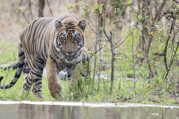 Bengal tiger (Panthera tigris tigris)  refreshes itself in an artificial water hole created by the guards of the reserve  Tadoba national park  Tadoba Andhari Tiger Reserve  Maharashtra  India