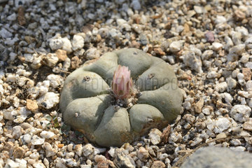 Peyote (Lophophora williamsii) Cactaceae from southern North America with psychotropic properties