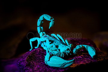 Black rock scorpion (Urodacus manicatus) under UV light  NSW Australia.