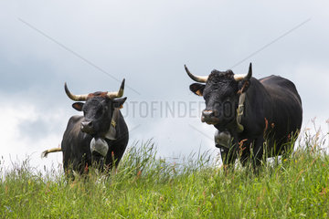 Cows of Herens  native of Swiss Valais  Samoens  Alps  France