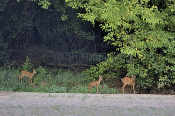 Roe deer (Capreolus capreolus) female and her two fawns  Secondary arm of the Loire  Charite-sur-Loire  France