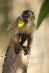 Yellow-breasted Capuchin (Cebus xanthosternos) eating a fruit  Pantanal  Brazil