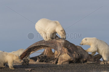 Polar Bear( Ursus maritimus ) near by the bones pile  carcass of Bow whales hunt by the villagers  along a barrier island outside Kaktovik  Every fall  polar bears (Ursus maritimus) gather near Kaktovik on the northern edge of ANWR  Arctic National Wildlife Refuge  Alaska