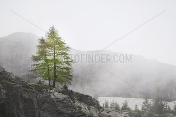 The two firs of the Col de Sales  Nature Reserve Sixt-Fer à Cheval  Alps  France