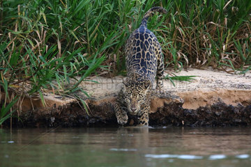Jaguar (Panthera onca) on the bank  Pantanal  Brazil
