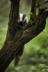 A young Badger (Meles meles) clings to a tree in the Peak District National Park  UK.